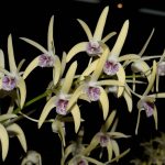 Champion First Flowering Hybrid Seedling – Den. Tathra ‘White Glow’ x Den. speciosum var. pedunculatum ‘Tyabb’