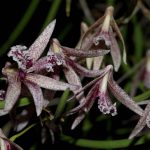 Champion Hybrid of the Show, Den. Australian Freckles ‘Best Blue’ AM ANOS-AOC flowers