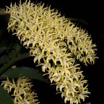 Champion Speciosum & Champion Species – Den. speciosum var. curvicaule ‘Daylight Moon inflorescence-20190827-1