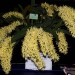 D. speciosum var. curvicaule ‘Daylight Moon’ plant