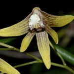 Den. Martin ‘Gold’ HCC AOC 2012 single flower