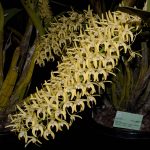 Den. speciosum var. curvicaule ‘Dave’s Moon No. 6’