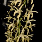 Den. speciosum var. curvicaule ‘Palmerston’ x Den. speciosum (var. grandiflorum ‘Oh Sugar’ x var. speciosum ‘Windermere’)