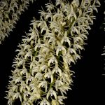 Den. speciosum (var. pedunculatum ‘Atherton’ x var. curvicaule ‘Daylight Moon’)