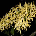 Den. speciosum (var. pedunculatum ‘Mighty Stars’ x var. grandiflorum ‘Beranghi Gold’)